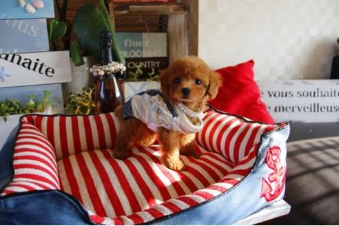 成約済の埼玉県のトイプードル-20661の1枚目