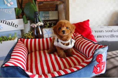 成約済の埼玉県のトイプードル-20661の2枚目