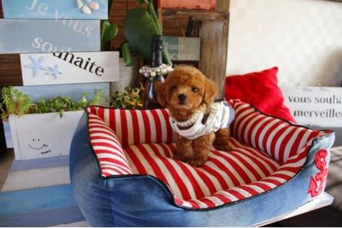 成約済の埼玉県のトイプードル-20661の3枚目