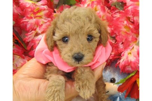 成約済の茨城県のトイプードル-20714の3枚目