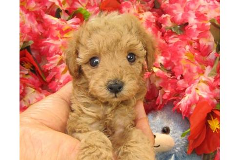 成約済の茨城県のトイプードル-20714の2枚目