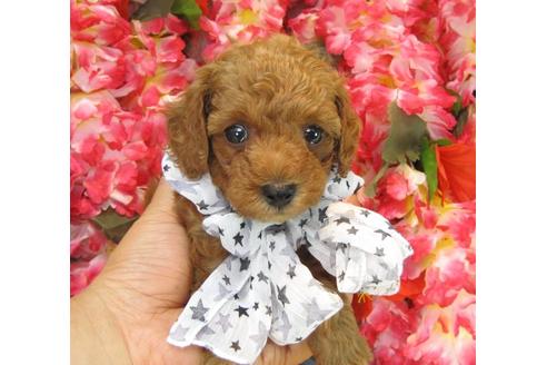 成約済の茨城県のトイプードル-20715の1枚目