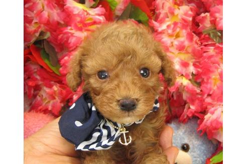 成約済の茨城県のトイプードル-20716の1枚目