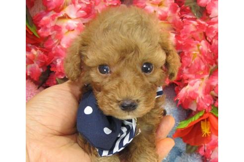 成約済の茨城県のトイプードル-20716の2枚目