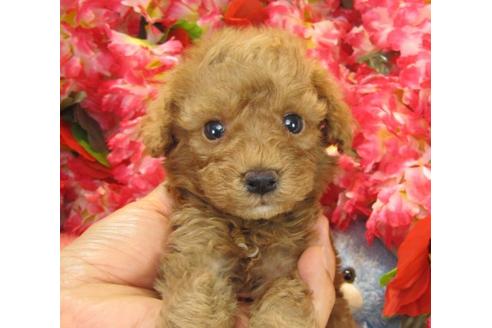 成約済の茨城県のトイプードル-20716の3枚目