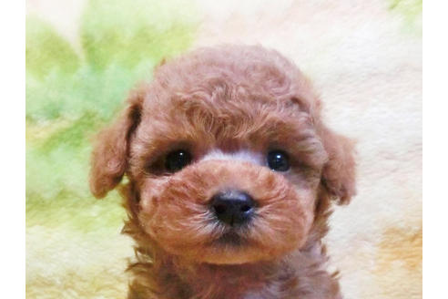 成約済の千葉県のトイプードル-20726の5枚目