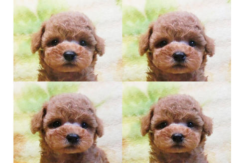 成約済の千葉県のトイプードル-20726の4枚目