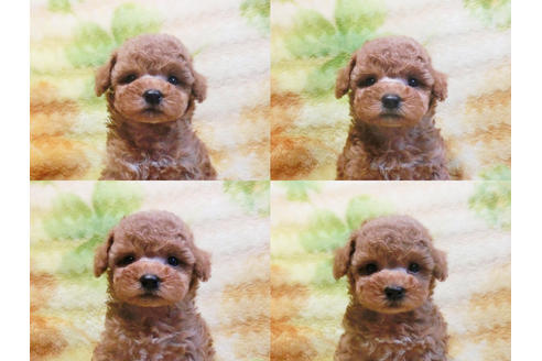 成約済の千葉県のトイプードル-20726の3枚目