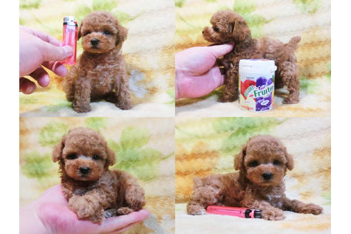 成約済の千葉県のトイプードル-20726の2枚目