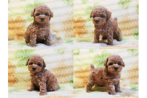 成約済の千葉県のトイプードル-20726の1枚目