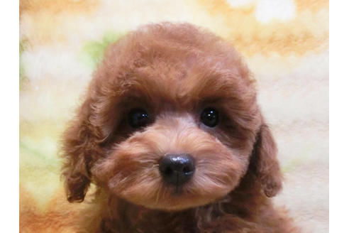 成約済の千葉県のトイプードル-20727の5枚目