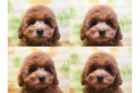 成約済の千葉県のトイプードル-20727の4枚目