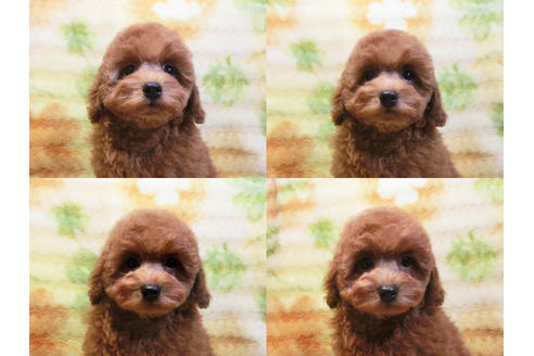 成約済の千葉県のトイプードル-20727の3枚目