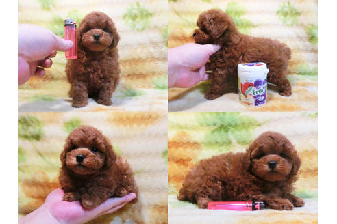 成約済の千葉県のトイプードル-20727の2枚目