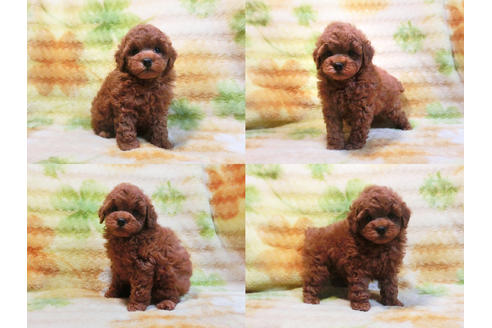 成約済の千葉県のトイプードル-20727の1枚目