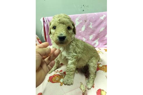 成約済の大分県のトイプードル-20738の1枚目