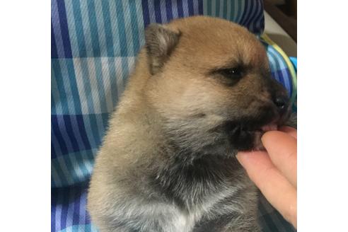 成約済の福岡県の豆柴-20743の3枚目
