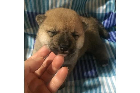 成約済の福岡県の豆柴-20743の2枚目