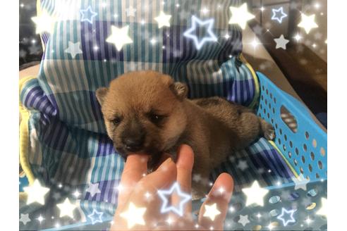 成約済の福岡県の豆柴-20743の1枚目