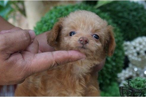 成約済の京都府のミックス犬-20769の3枚目