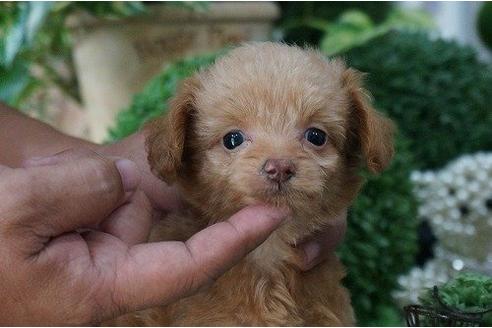 成約済の京都府のミックス犬-20769の1枚目