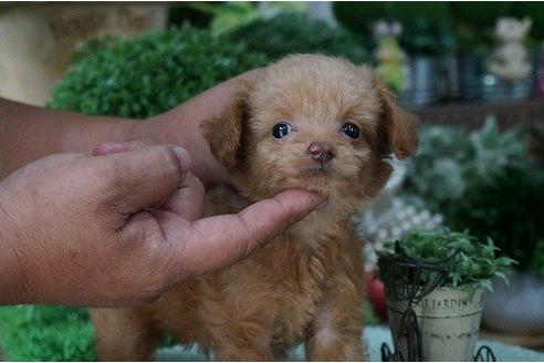 成約済の京都府のミックス犬-20769の2枚目