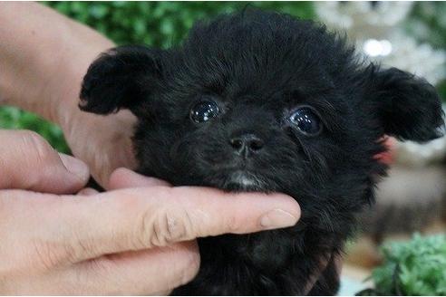 成約済の京都府のミックス犬-20770の1枚目