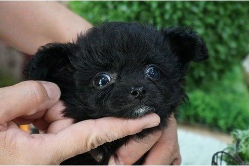 成約済の京都府のミックス犬-20770の3枚目