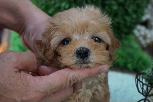成約済の京都府のミックス犬-20771の3枚目