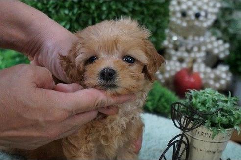 成約済の京都府のミックス犬-20771の2枚目