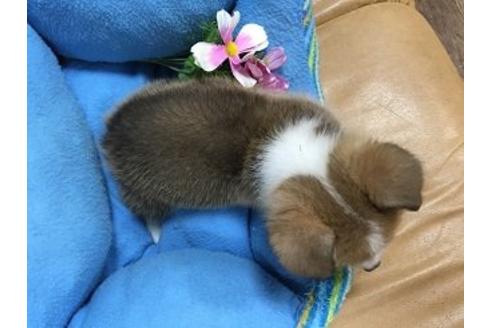 成約済の栃木県のウェルシュコーギーペンブローク-20775の3枚目