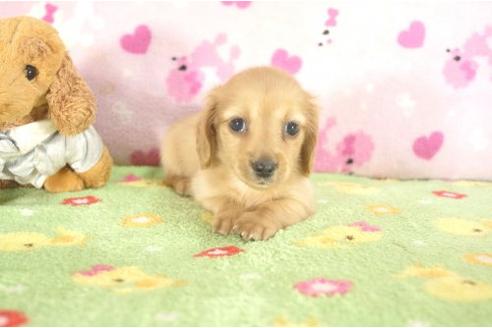 成約済の兵庫県のカニンヘンダックスフンド-18827の3枚目