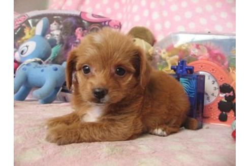 成約済の静岡県のミックス犬-20425の1枚目