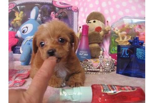成約済の静岡県のミックス犬-20425の2枚目