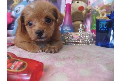 成約済の静岡県のミックス犬-20425の3枚目