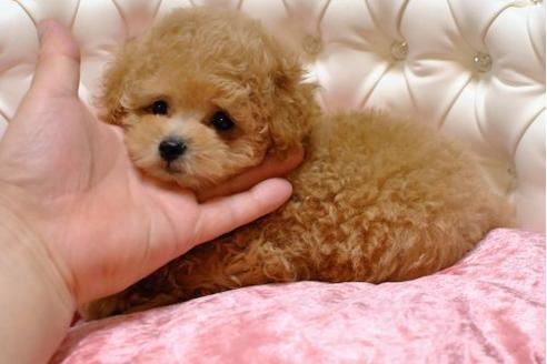 成約済の茨城県のトイプードル-20862の3枚目