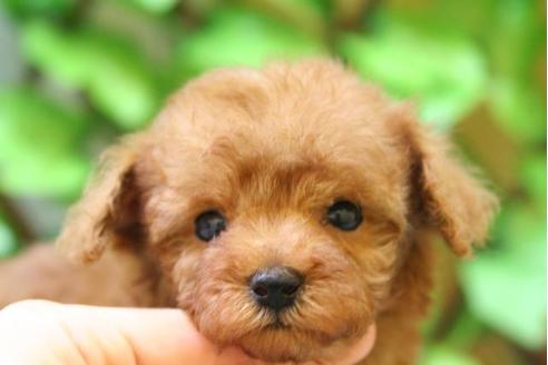 成約済の京都府のトイプードル-20864の5枚目