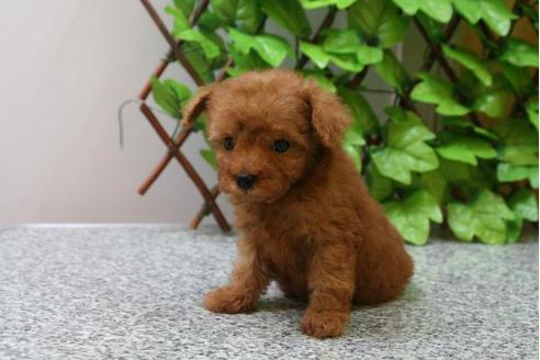 成約済の京都府のトイプードル-20864の2枚目