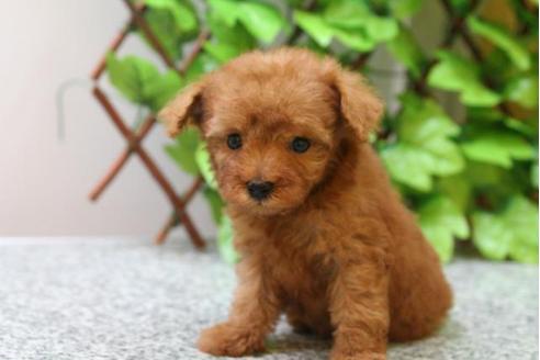 成約済の京都府のトイプードル-20864の1枚目