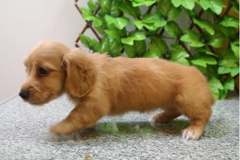 成約済の京都府のミニチュアダックスフンド-20865の3枚目