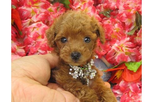 成約済の茨城県のトイプードル-20866の1枚目