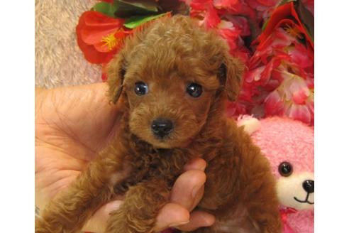 成約済の茨城県のトイプードル-20866の3枚目