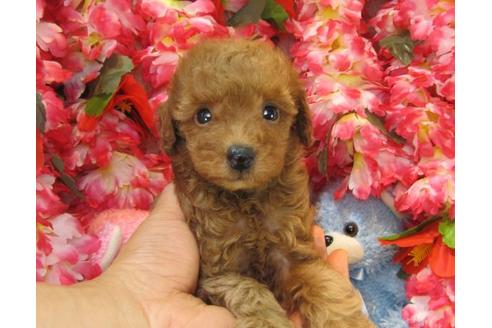 成約済の茨城県のトイプードル-20867の1枚目