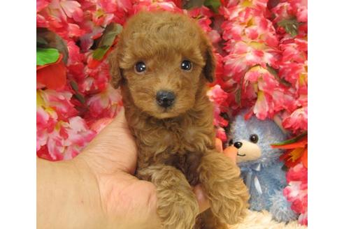 成約済の茨城県のトイプードル-20867の3枚目