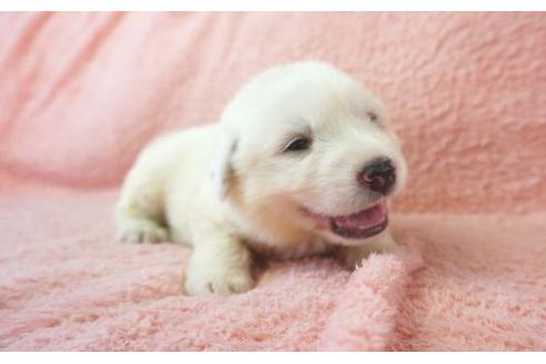 成約済の奈良県のグレートピレニーズ-20903の3枚目