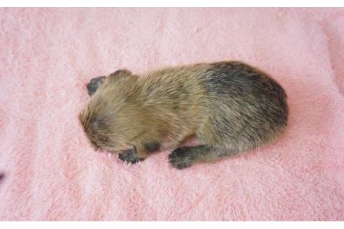 成約済の奈良県のケアーンテリア-20913の2枚目