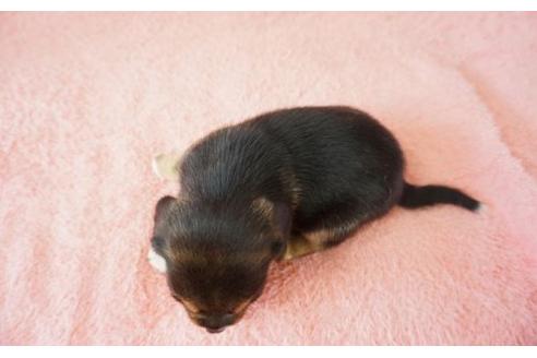 成約済の奈良県のビーグル-20918の2枚目