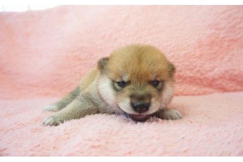 成約済の奈良県の柴犬-20920の1枚目