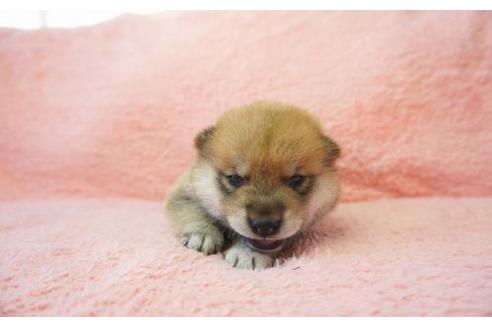 成約済の奈良県の柴犬-20920の2枚目