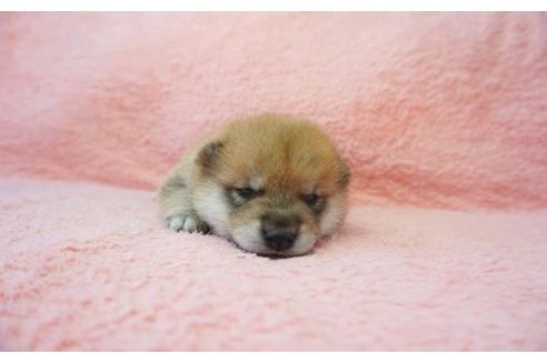 成約済の奈良県の柴犬-20920の3枚目